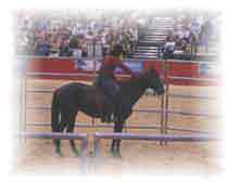 Mover accepting his rider with trepidation