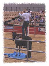 Guy (with TWO stockwhips) and a very accepting The Champ in competition