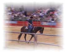 David and Random at a calm trot in competition